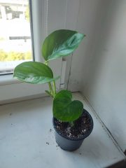IMG_20250527_093036.jpg