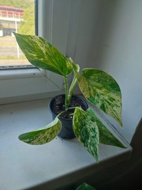 Šplhavnice / epipremnum / pothos marble queen #6
