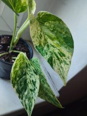 IMG_20250527_093017.jpg
