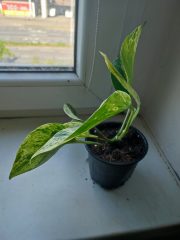 IMG_20250527_093020.jpg