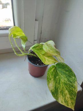Šplhavnice / epipremnum / potos hicolor #4