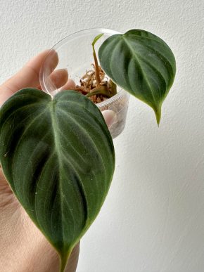 Philodendron El Choco Red