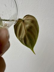 IMG_5269.jpeg