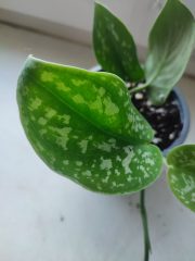 IMG_20250527_093406.jpg
