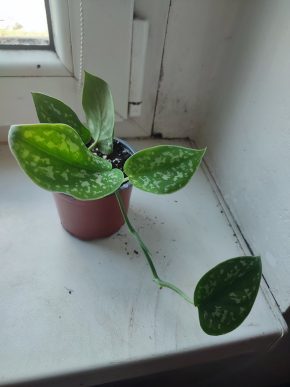 Scindapsus pictus Argyraeus #4