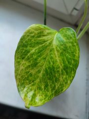 IMG_20250527_093426.jpg