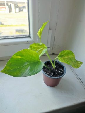 Šplhavnice / epipremnum / potos hicolor #5