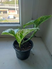 IMG_20250527_093102.jpg