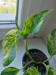 IMG_20250527_093058.jpg