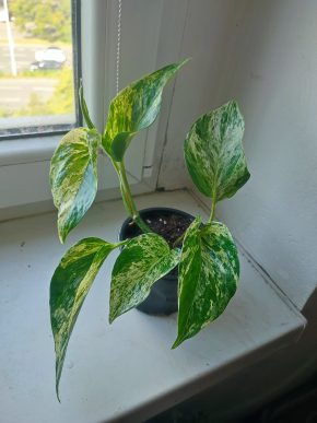 Šplhavnice / epipremnum / pothos marble queen #7