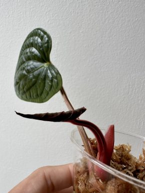 Anthurium luxurians