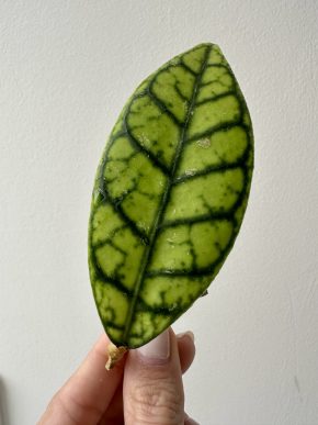Hoya Callistophylla
