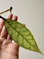 IMG_5234.jpeg