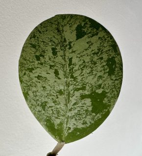 Hoya obovata silver splash menší