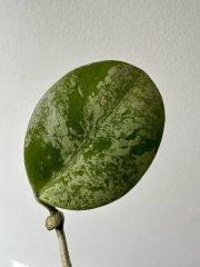 IMG_5225.jpeg
