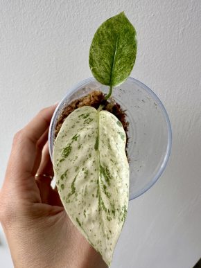 Epipremnum sp. Bali