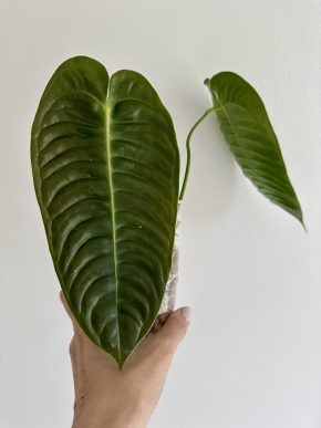 Anthurium veitchii