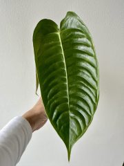IMG_5202.jpeg