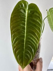 IMG_5205.jpeg