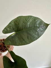 IMG_5197.jpeg