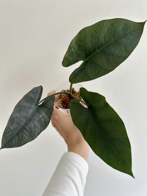 Alocasia nebula