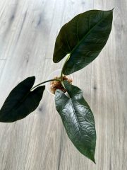 IMG_5195.jpeg
