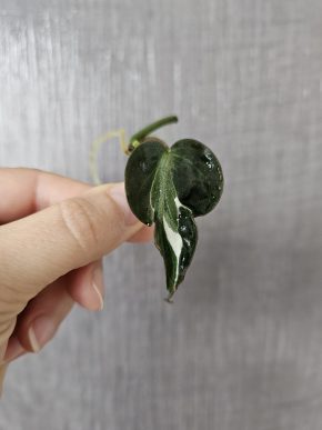 Philodendron micans Velvet halo