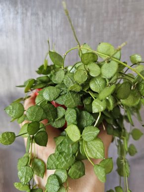 Dischidia hirsuta - řízek
