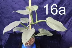 Philodendron hastatum Silver Sword - Silver Queen (stříbrný)