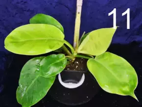 Philodendron moonlight - svítivě žlutý krasavec