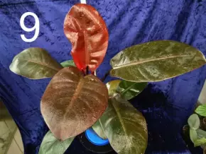 Philodendron Black cardinal (revert)