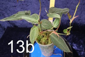 Philodendron micans var. Velvet Hallo