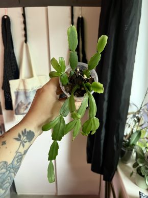 Rhipsalidopsis gaertneri (Christmas cactus)