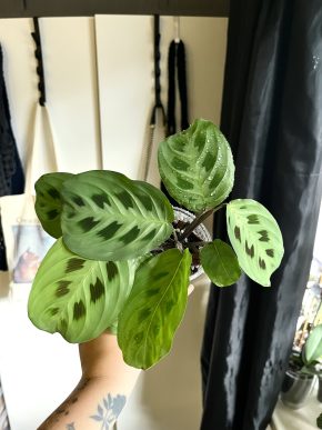 Maranta Leuconeura