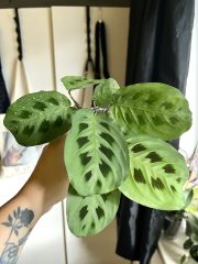 IMG_7512.jpeg