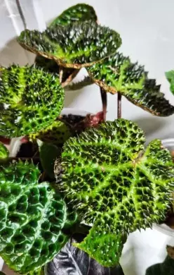 Begonia ferox Troll