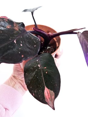 Philodendron pink princess