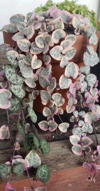 2 v 1. Ceropegia woodii + woodii Albo