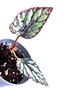 Begonia silver limbo