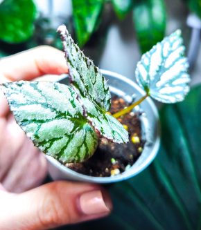 Begonia silver limbo