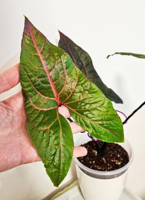 Cyrtosperma johnstonii
