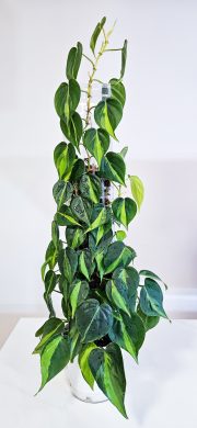 Philodendron brasil