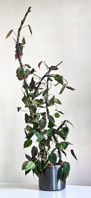 Philodendron micans