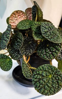 Peperomia Green Bubble