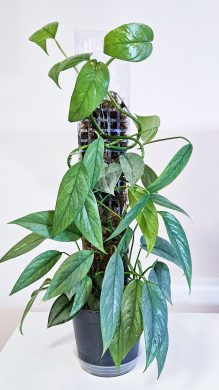 Epipremnum Cebu Blue
