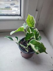 IMG_20250528_084500.jpg