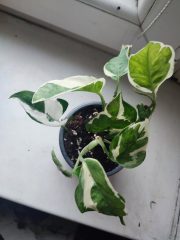 IMG_20250528_084503.jpg