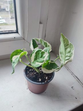Šplhavnice / epipremnum / pothos N'joy #1
