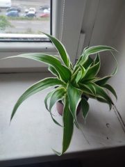IMG_20250528_084330.jpg