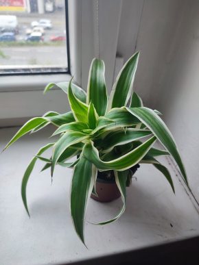 Větší Chlorophytum comosum Ocean / Zelenec 'Ocean' #5